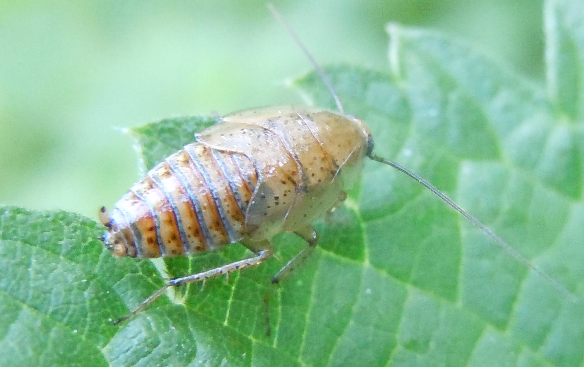 Ectobius sp.
